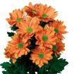 Picture of Chrysant. Spray Varese Orange