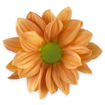 Picture of Chrysant. Spray Varese Orange