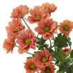 Picture of Chrysant. Spray Varese Orange