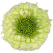 Picture of Chrysant. Disbud Alvera