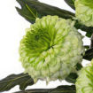 Picture of Chrysant. Disbud Alvera