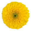 Picture of Chrysant. Disbud Brasiliana
