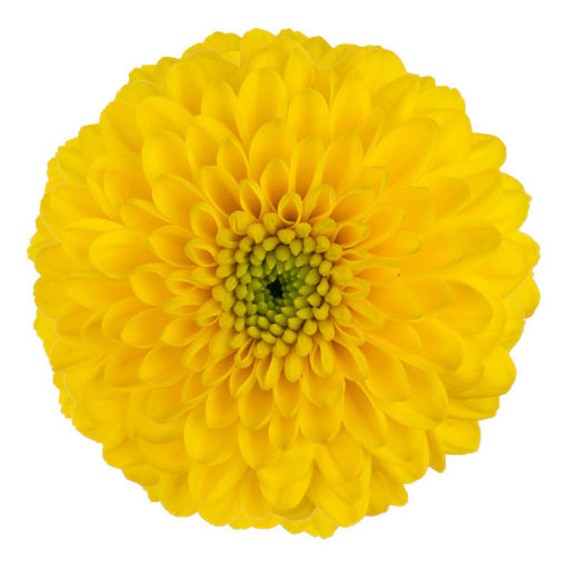Picture of Chrysant. Disbud Brasiliana
