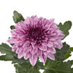 Picture of Chrysant. Disbud Pip