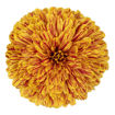 Picture of Chrysant. Disbud Pumpkin