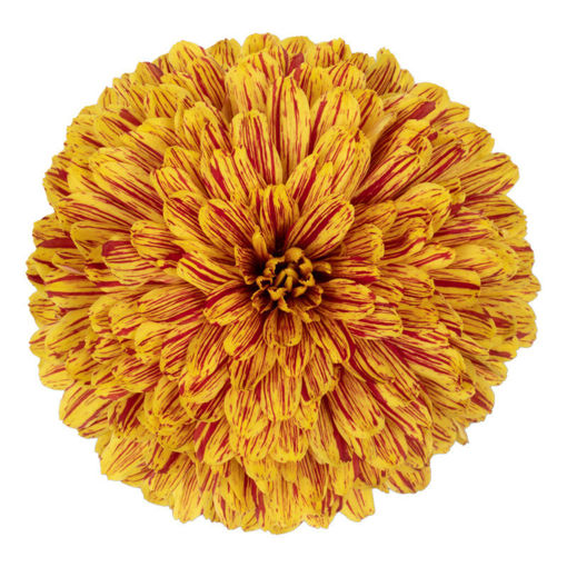 Picture of Chrysant. Disbud Pumpkin