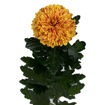 Picture of Chrysant. Disbud Pumpkin