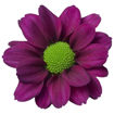 Picture of Chrysant. Santini Madiba Jombe Purple