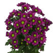 Picture of Chrysant. Santini Madiba Jombe Purple