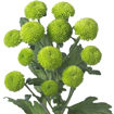 Picture of Chrysant. Spray Feeling Green