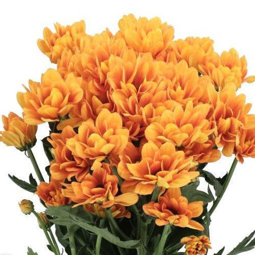 Picture of Chrysant. Spray Kaya