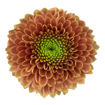 Picture of Chrysant. Spray Souvenir Orange