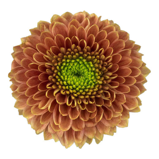 Picture of Chrysant. Spray Souvenir Orange