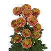 Picture of Chrysant. Spray Souvenir Orange