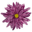 Picture of Chrysant. Spray Stellini