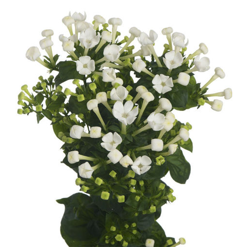Picture of Bouvardia White Sensation