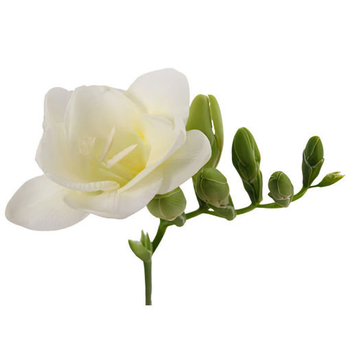 Picture of Freesia Ambassador