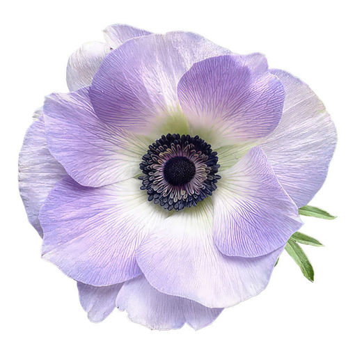 Picture of Anemone Mistral Azzurro