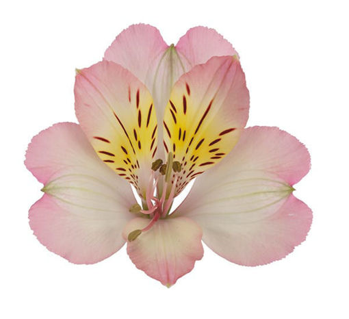 Picture of Alstroemeria True Dream Premium