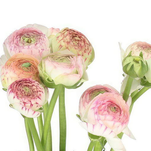 Picture of Ranunculus Aazur Pink Stripe