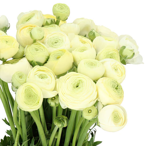 Picture of Ranunculus Aazur Cream