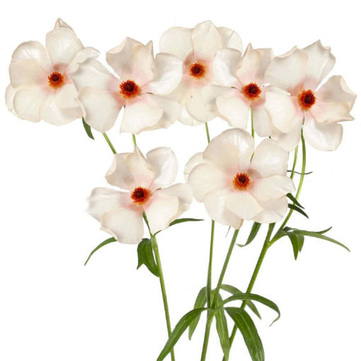 Picture of Ranunculus Butterfly Melissa