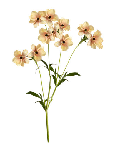 Picture of Ranunculus Butterfly Hestia