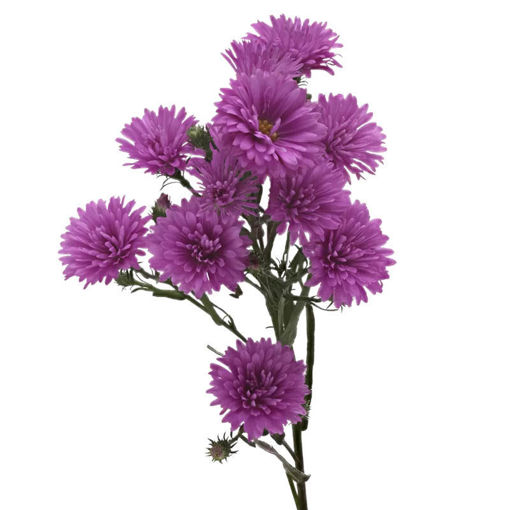 Picture of Aster Double Date Carmine