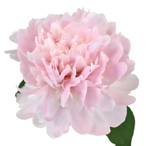 Picture of Peony Pecher