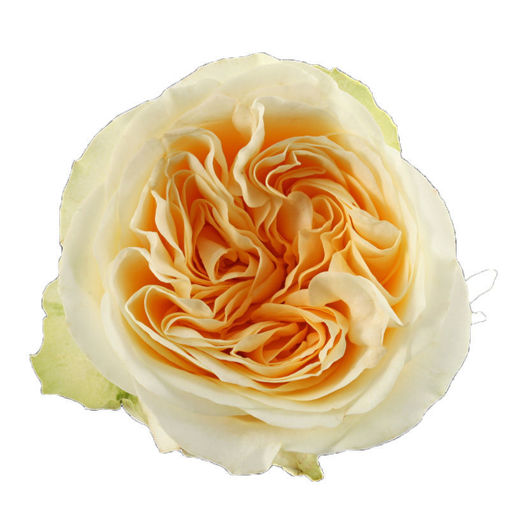 Picture of Rose Garden Buttercup