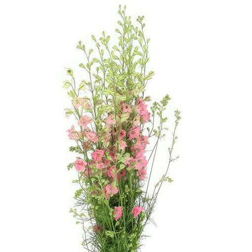 Picture of Delphinium Pink Pale