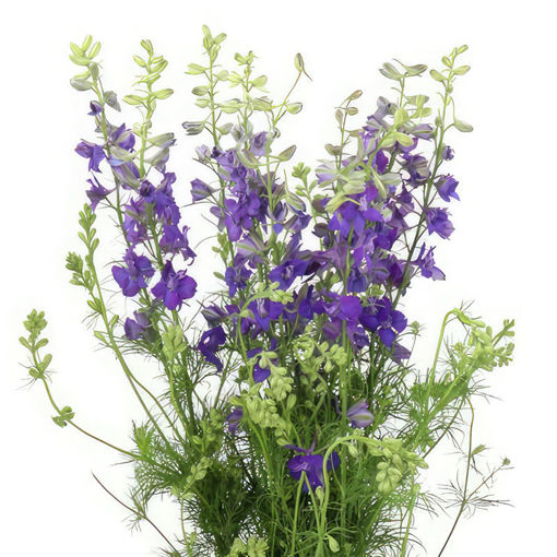 Picture of Delphinium Violet Lilac