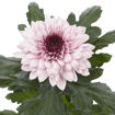 Picture of Chrysant. Disbud Pip Pretty