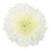 Picture of Chrysant. Disbud Etrusko White