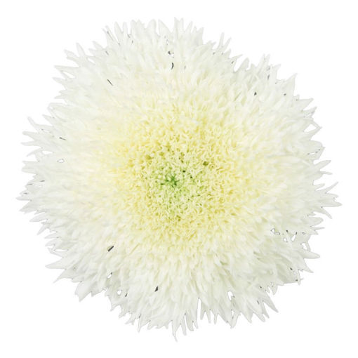 Picture of Chrysant. Disbud Etrusko White
