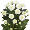 Picture of Chrysant. Spray Newton