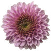 Picture of Chrysant. Santini Doria