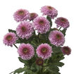 Picture of Chrysant. Santini Doria