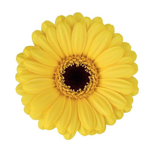 Picture of Germini Aqua Sunshine