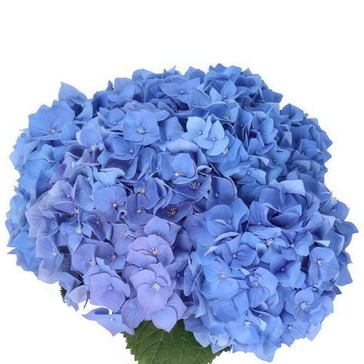 Picture of Hydrangea Charlotte Blue
