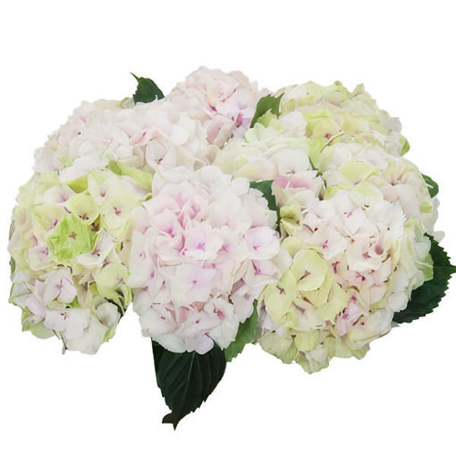 Picture of Hydrangea Magic Emerald | Pink + White