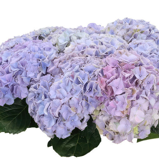 Picture of Hydrangea Minerva