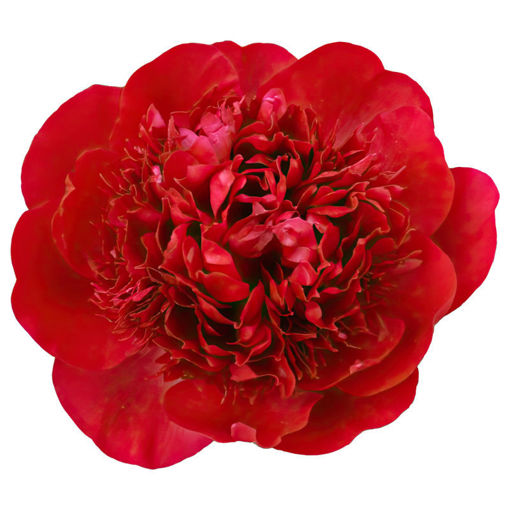 Picture of Peony Red Charm