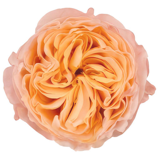 Picture of Rose Imagine