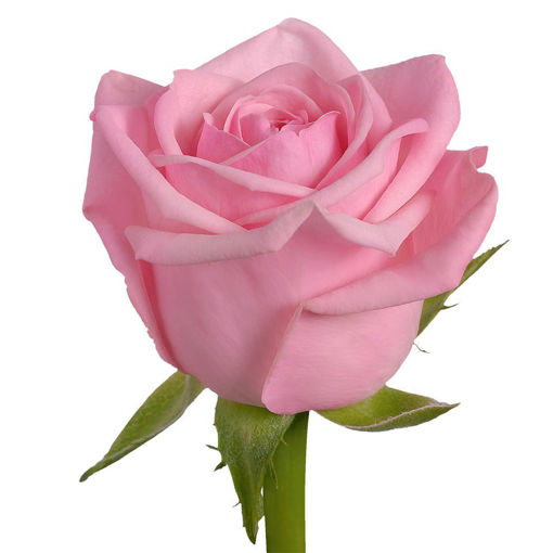 Picture of Rose Heaven