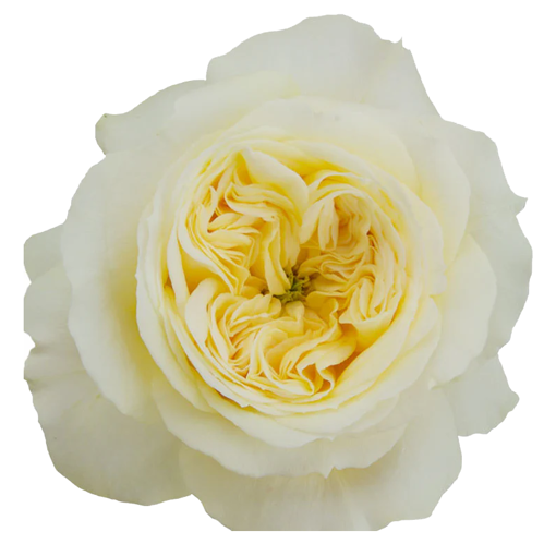 Picture of Rose Garden Persuasion