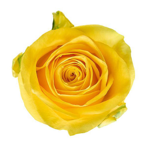 Picture of Rose Milou