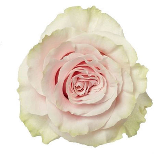 Picture of Rose Pink Mondial