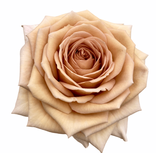 Picture of Rose VIP Bailey