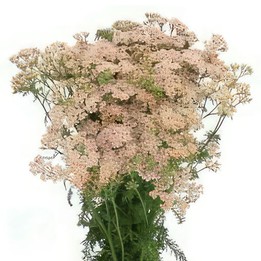 Picture of Achillea Anita Champagne